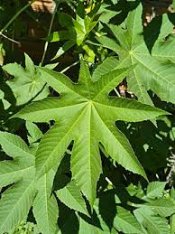 Image result for Ricinus