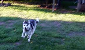 3.do not use this fence system on aggressive dogs and don't use it on dogs for over 12 hours. Husky Escape Artists How To Stop A Husky Running Away Husky Owner