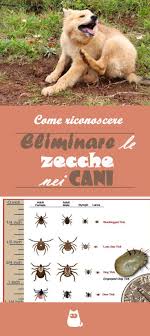 Tipi Di Zecche Come Riconoscerle Ed Eliminarle Cani Animali Domestici Cuccioli Di Cani