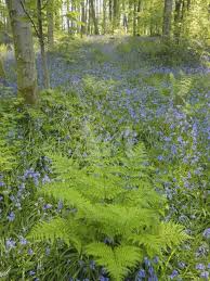 Ferns And Bluebells On The Forest Floor In Cally Woods Gatehouse Of Fleet Photographic Print By Gary Cook Art Forest Garden Woodland Garden Landscape Design