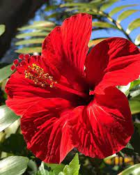 Pin By Isabel On Flowers Hibiscus Plant Amaryllis Flowers Hibiscus Flowers