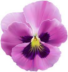 Pink Violet Flower Transparent Clip Art Pansies Flowers Free Flower Clipart Violet Flower