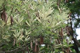 Image result for Acacia polyacantha