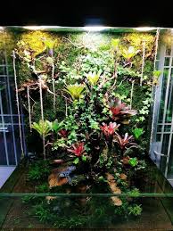 Bromeliad Vibes Water Terrarium Planted Aquarium Indoor Water Garden