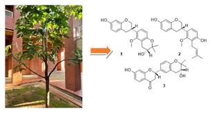 Image result for Erythrina livingstoniana