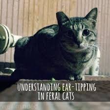 Cat ear tufts, sometimes known as lynx tips, are the fur that grows from the tips of the ears. Understanding Ear Tipping In Feral Cats Well Minded Pets