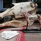 The Equine Body at Derby College Equestrian Centre event image