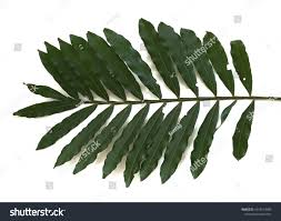 Image result for Filicium decipiens