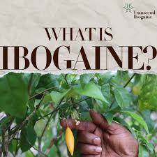 Image result for Tabernanthe