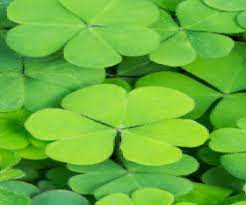 Clover Meaning In Hindi Spanish Tamil Telugu Malayalam Urdu Kannada Name Gujarati In Marathi Indian Name Marathi Tamil English Other Names Called As Translation Pocket News Alert