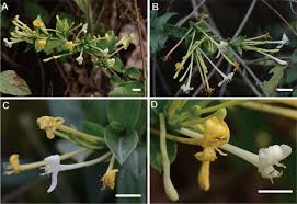 Image result for Caprifoliaceae