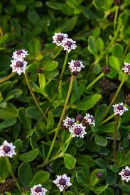Image result for Phyla nodiflora