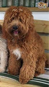 F1 Australian Labradoodles Driffield East Riding Of Yorkshire Pets4homes Labradoodle Australian Labradoodle St Bernard Puppy