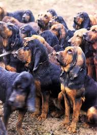 Black And Tan Coonhound Vs Bloodhound Dog Gorgeous Picture Bloodhound Dogs Puppies Dogs