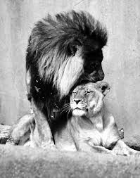 The Land Of Marques Toliver Animals Animals Beautiful Lion Love