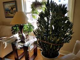 Tidying up with marie kondo. Can This Survive The Winter 384106 Ask Extension