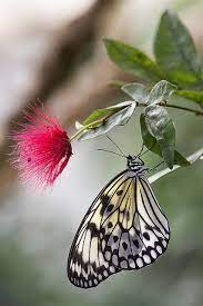 Pin En Butterflies