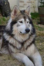 54 Dogs Ideas Dogs Dog Breeds Beautiful Dogs
