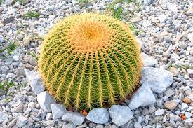 After flowering of the echinocactus, seeds are found in their pods and fall after a few months. Golden Barrel Cactus 10 Seeds Rareplant