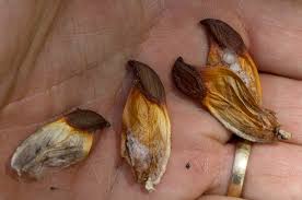 Image result for Hippocratea longipetiolata