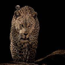 Photo By Pravirpatel Leopard Photo Taken In Sabi Sabi Private Game Reserve South Africa Wildlife Leopard South Animals African Leopard Wildlife Animals