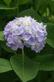 7 23 18 Pretty Flowers Hydrangea Not Blooming Beautiful Flowers Wallpapers