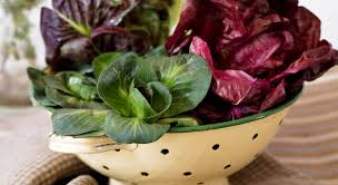 Il radicchio in padella si prepara con il radicchio rosso tagliato a striscioline, saltato in padella con l'olio ed altri ingredienti, in base alla ricetta. Radicchio Varieta Conservazione E Metodi Di Cottura Aia Food