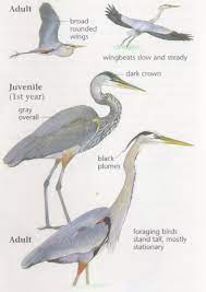 Your bird is indeed a great blue (aredea herodias). Great Blue Heron Heron Art Watercolor Bird Blue Heron