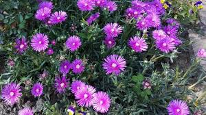 Staklenku ili teglicu za sadnju, malo zemlje, sadnicu ii sjeme za sijanje. Pustinjska Ruza Najljepsi Puzavac Ukrasno I Ljekovito Bilje Agroklub Com