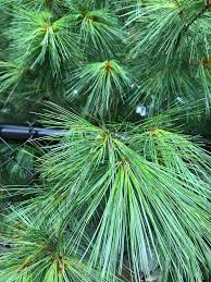 Image result for Pinus