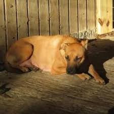 Available Pets At Citrus County Animal Services In Inverness Florida Foster Animals Animals Dog Adoption