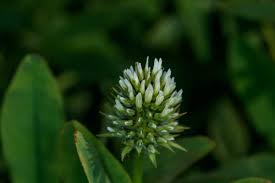 Image result for Trifolium squarrosum