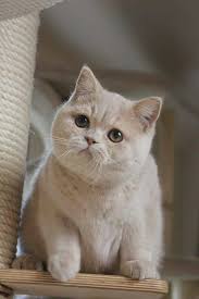 British Shorthair Kitten Cute Kittens Kediler Ve Yavrulari Evcil Hayvanlar