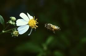Native to china and japan, it does very well in california and the southern u.s., where it provides excellent ground cover and climbing decoration. Do Bees Like Night Blooming Jasmine