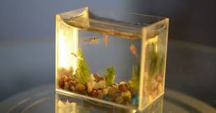 The Smallest Aquarium In The World Luxuo Luxury Blog Small Fish Tanks Mini Aquarium Fish Tank