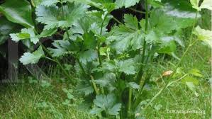 Maybe you would like to learn more about one of these? Manfaat Daun Seledri Untuk Kesehatan Ini Layak Anda Dapat