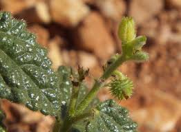 Image result for Malvaceae subfamily Grewioideae