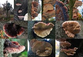 Image result for Ischnoderma resinosum