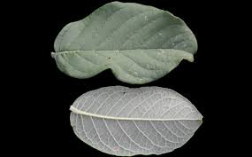 Image result for Combretum mossambicense