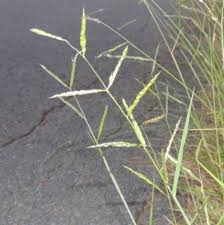 Image result for Eriochloa