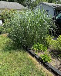 Image result for Panicum monticola