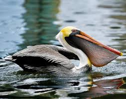 See more of central florida birds on facebook. Florida Brown Pelican Coastal Birds Sea Birds Pet Birds