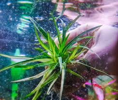 Image result for Eriocaulon