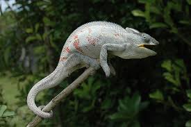 The panther chameleon is variably colored in green, brown, red, orange, or turquoise. Local Form Fenoarivo Madcham De