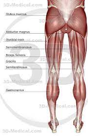 Many important blood vessels travel through the abdomen, including the aorta, inferior vena cava, and dozens of their smaller branches. Do Women Have Stronger Legs And More Lower Body Strength Than Men Muscular Thighs Leg Anatomy Muscular