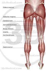 It forms a canal that opens into the vagina, which leads to the outside of the body. Do Women Have Stronger Legs And More Lower Body Strength Than Men Muscular Thighs Muscular System Leg Anatomy