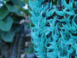 Image result for Strongylodon macrobotrys