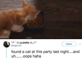 Catastrophe Ensues When Clueless Girl Thinks She S Rescued Cat From Party Funny Cats Cats Cat Rescue