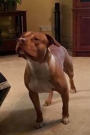 Pin On Pitbulls