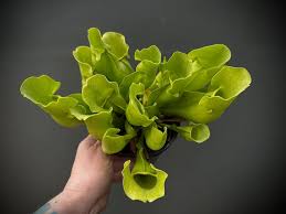 Image result for Sabicea venosa